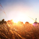 Sunset over golden grass - VideoHive Item for Sale