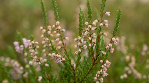 Pink Wild Flowers, Stock Footage | VideoHive