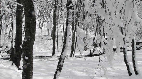 Branch With Snow Swaying In Winter Forest 
