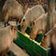 Capybara Group Eating From Tray - VideoHive Item for Sale