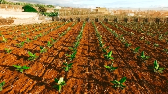 AERIAL: Smooth Flight Above Young Sprouts Of alt