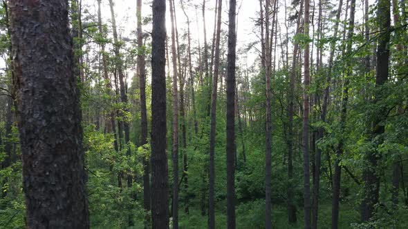 Wild Forest Landscape on a Summer Day alt