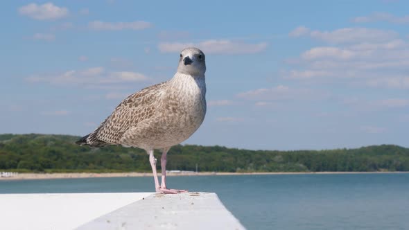 Seagull standing on the pier alt