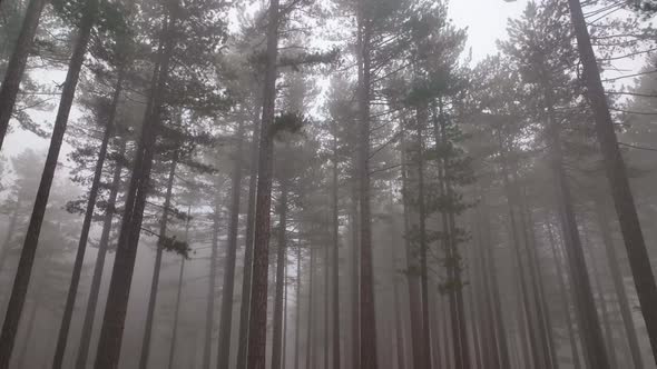 Misty Forest Mysterious Place areial view 4 K alt