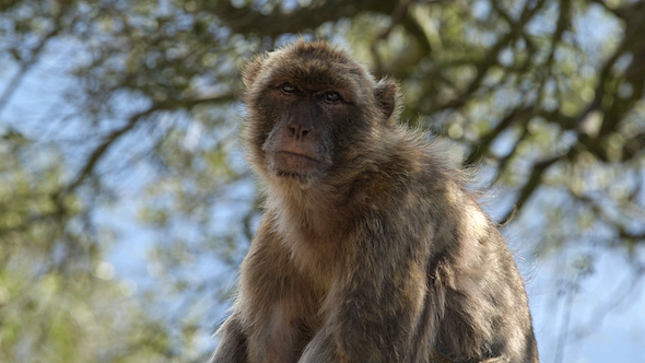 Monkey Sitting Under Tree