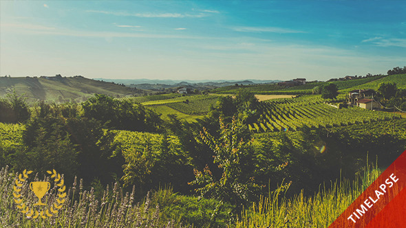 Hills and Vineyards