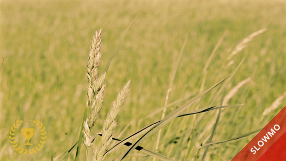 Wheat Field in the Wind