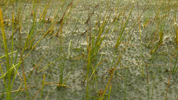 Grass in the Swamp alt