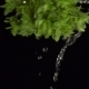 Green Fresh Herbs With Water Splashes - VideoHive Item for Sale
