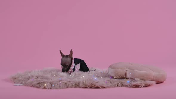 Xoloitzcuintle in Black and Pink Overalls in the Studio on a Pink Background alt