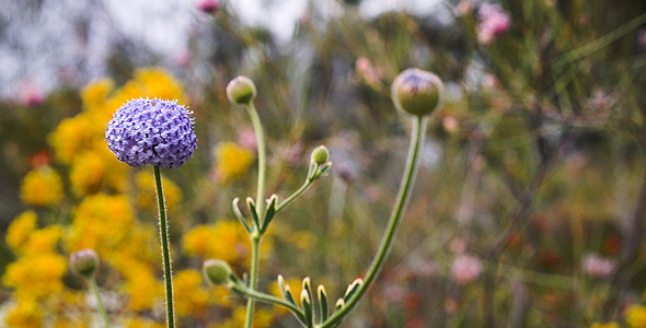 Blue Purple Lace Flower Blowing In The Wind