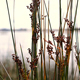 Grass Reeds Rattling On River Bank - VideoHive Item for Sale