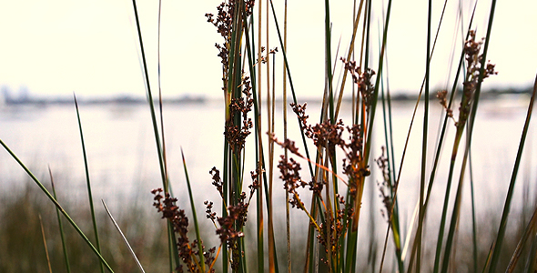 Grass Reeds Rattling On River Bank