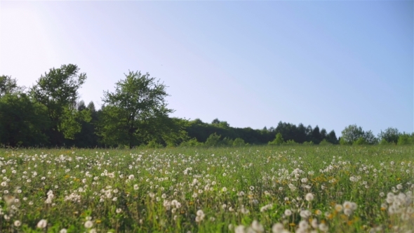 Extensive Field Of Dandelions alt