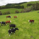 Cows in The Field  - VideoHive Item for Sale