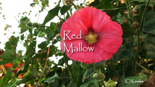 Red Flower Mallow