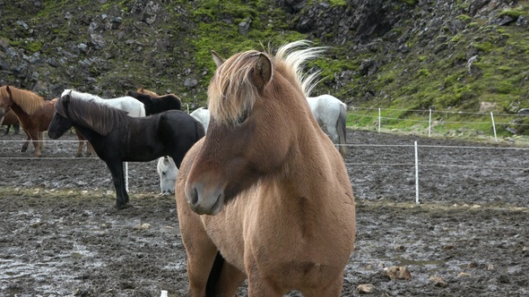 Iceland. Close up portrait of wind blowing mane of Icelandic horse. alt
