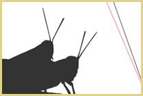 Phil Puleo's most recent