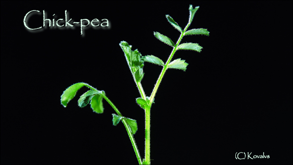 Chick-pea Growing
