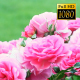 Rose Background - VideoHive Item for Sale