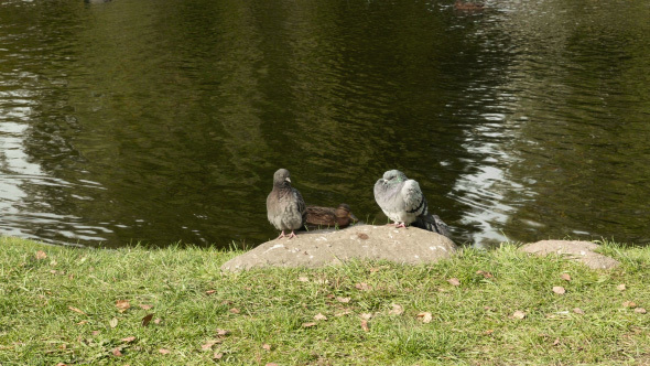 Pigeons on the Stone alt