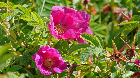  Pink Flowers of the Plant