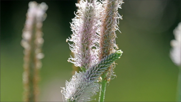 A Stalk of a Plant with Feathery Texture