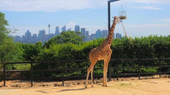 Giraffe in Sydney