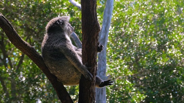 Koala Sitting on a Tree