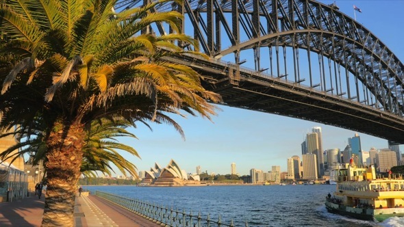 Sydney Harbour Bridge and Palm Tree
