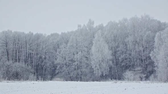 Mysterious Snowy Frosty Forest Winter Landscape 
