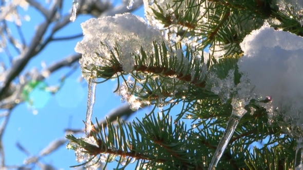 Fir Tree Branches With Melting Snow