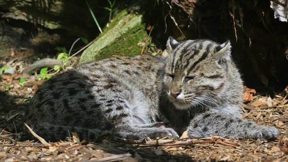 Rare Fishing Cat