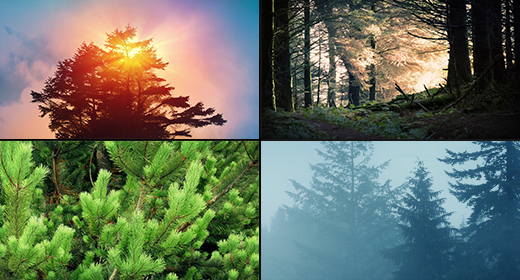 Forests, Plants & Trees