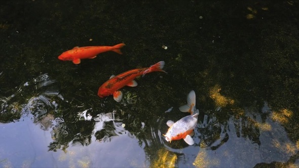 Koi Fish Pond