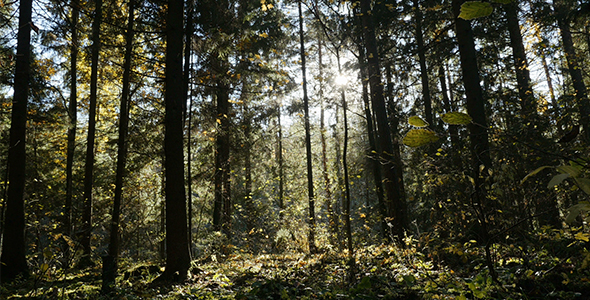 Mysterious Forest Landscape alt