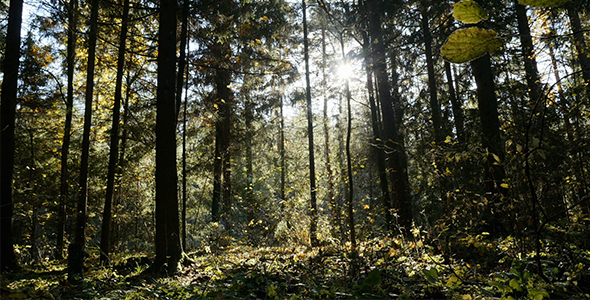 Mysterious Forest Landscape 2 alt