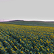 Sunflower Field - VideoHive Item for Sale