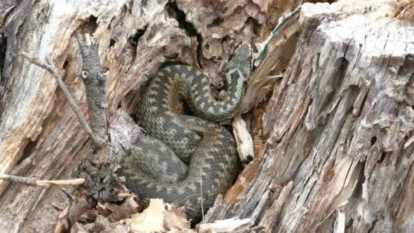 Viper (Vipera Berus) Poisonous Snake
