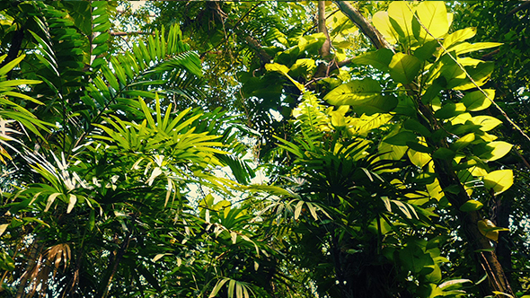 Gliding Under Rainforest Plants And Trees, Stock Footage | VideoHive