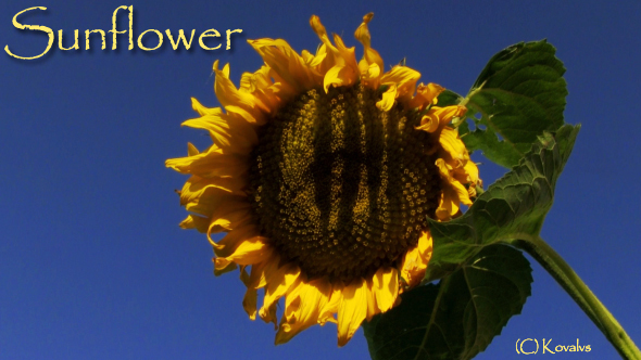 Sunflower
