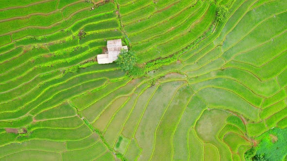 Drone flying over green rice terraces field in countryside alt