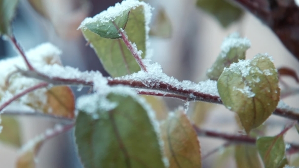The First Snow Falls On Leaves On a Tree alt