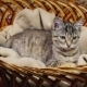 Kitten Sitting In a Basket - VideoHive Item for Sale