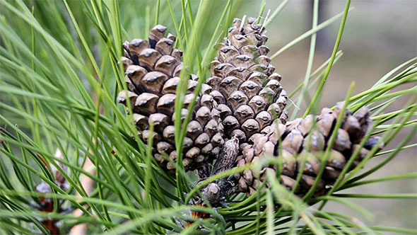 Three Cones on a Branch of Spruce