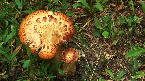 Two Mushroom in City Park