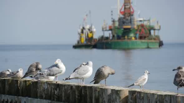Seagulls Sit On The Breakwater In The Foreground alt
