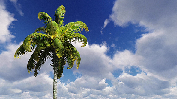 Swaying Palm Tree Against The Blue Sky
