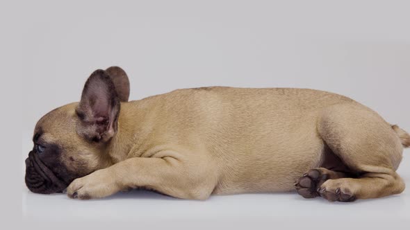 A Cute French Bulldog Puppy alt