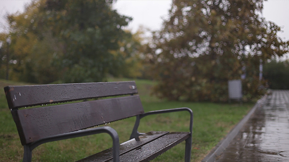 Bench In Rain